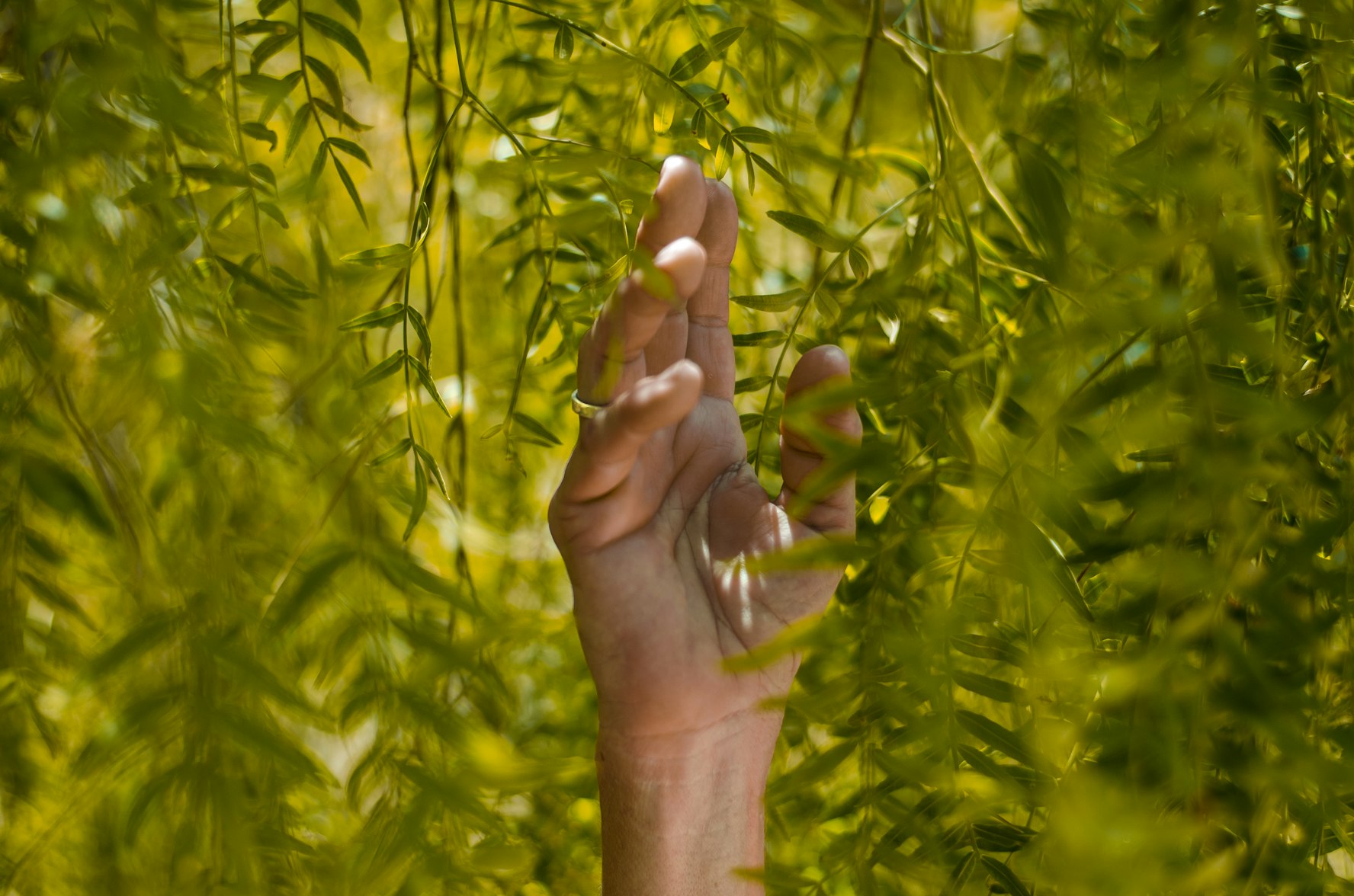 a hand touching a willow